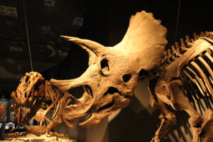 Dinazor Sergisi_Tokyo_Japonya