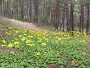 Çatak Tabiat parkı_Çorum_Türkiye