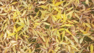 Söğüt yaprakları ve güz