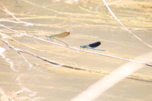 Yusufçuk_Gaziantep_Türkiye