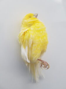 Sakar_10-Nisan 2011 _ 12 Nisan 2021