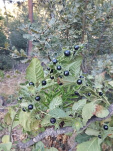 Fuadiye-Çekerek_Yozgat_Türkiye